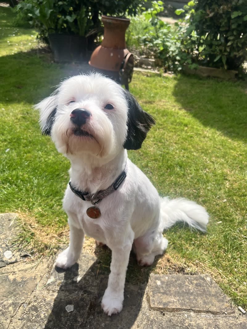 A white and black groomed dog sitting on a garden path