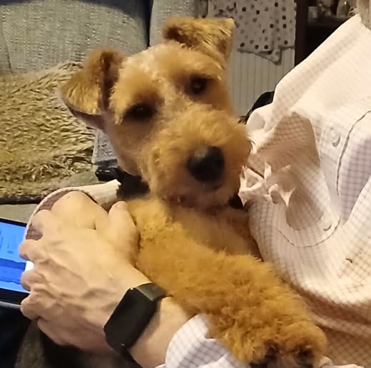 A tan terrier held securely in a groomer's arms during its appointment