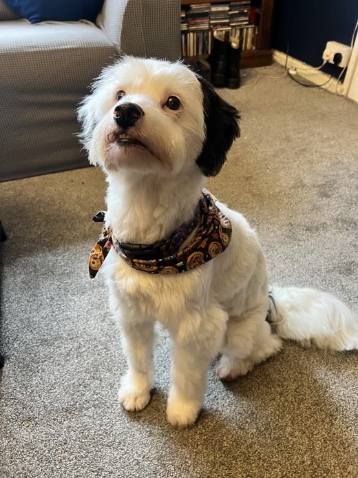 A freshly trimmed white and tan dog wearing a patterned bandana