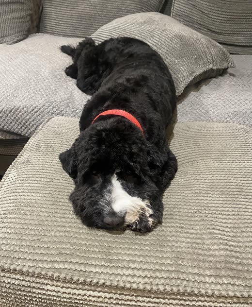 A black cockapoo stretched out asleep on the sofa after its groom
